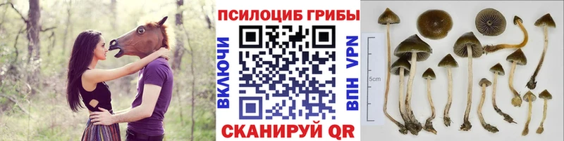 Псилоцибиновые грибы Magic Shrooms  Гаврилов Посад 